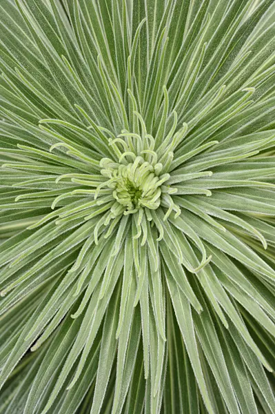 469010 - Tower of jewels (Echium wildpretii)