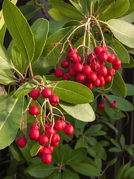 409004 - Toyon (Heteromeles arbutifolia)