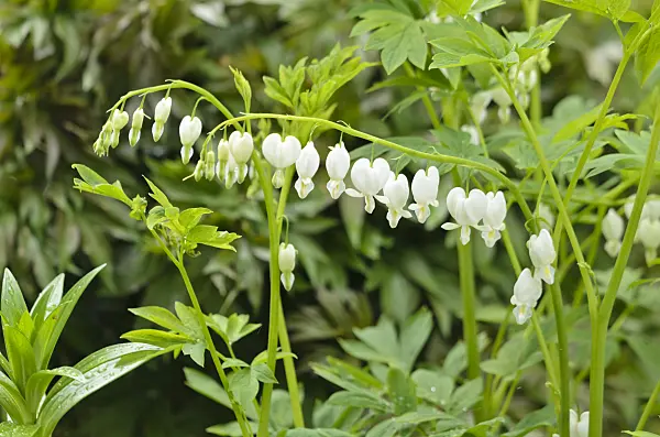 556025 - Tränendes Herz (Lamprocapnos spectabilis 'Alba' syn. Dicentra spectabilis 'Alba')