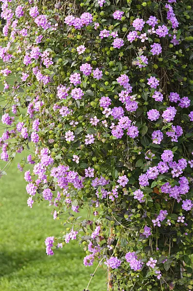 536108 - Trailing lantana (Lantana montevidensis)