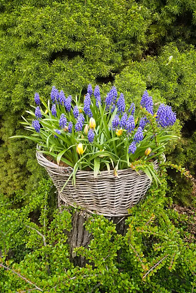 672033 - Traubenhyazinthen (Muscari) und Tulpen (Tulipa) in einem Weidenkorb