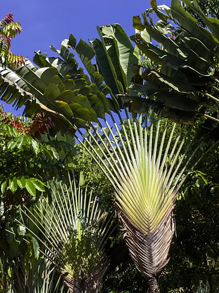 434309 - Traveller's tree (Ravenala madagascariensis)