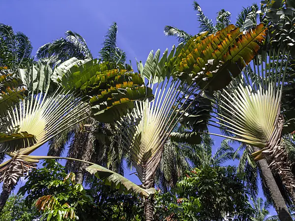434310 - Traveller's tree (Ravenala madagascariensis)