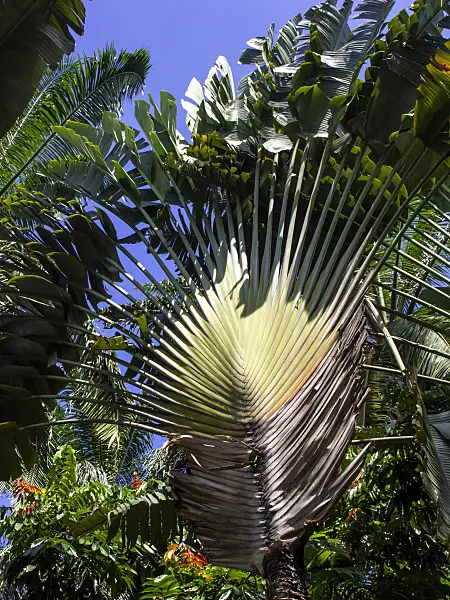 434311 - Traveller's tree (Ravenala madagascariensis)