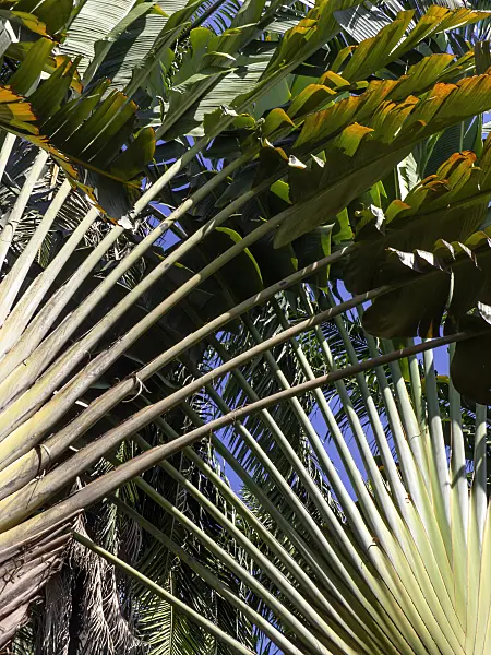 434312 - Traveller's tree (Ravenala madagascariensis)