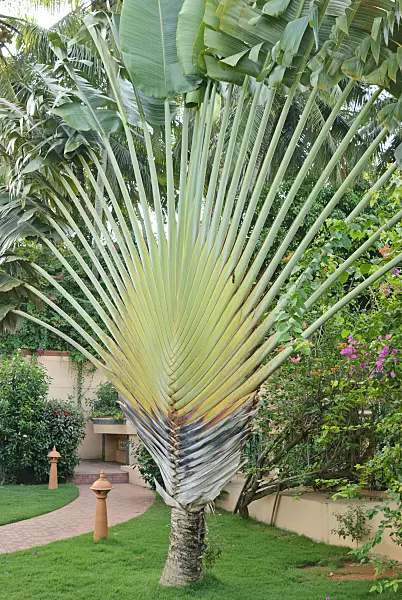 525488 - Traveller's tree (Ravenala madagascariensis)