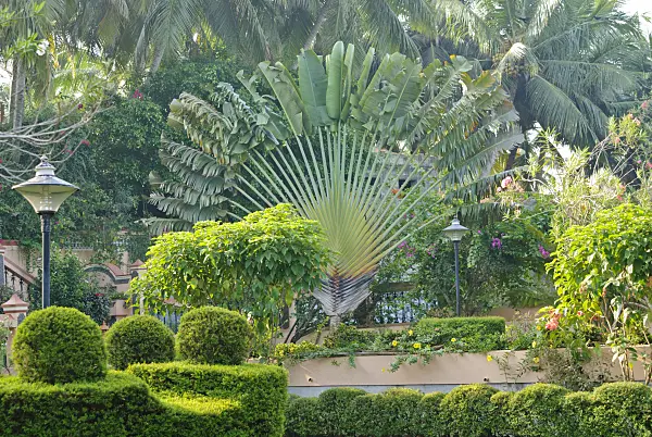 525489 - Traveller's tree (Ravenala madagascariensis)