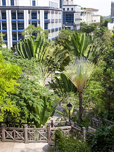 434165 - Traveller's tree (Ravenala madagascariensis), Fort Canning Park, Singapore