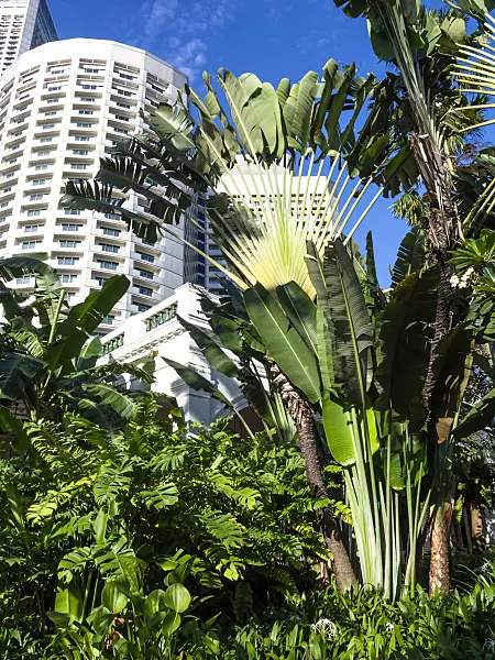 434104 - Traveller's tree (Ravenala madagascariensis), Singapore