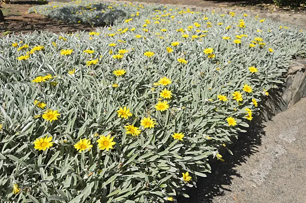 564037 - Treasure flower (Gazania)