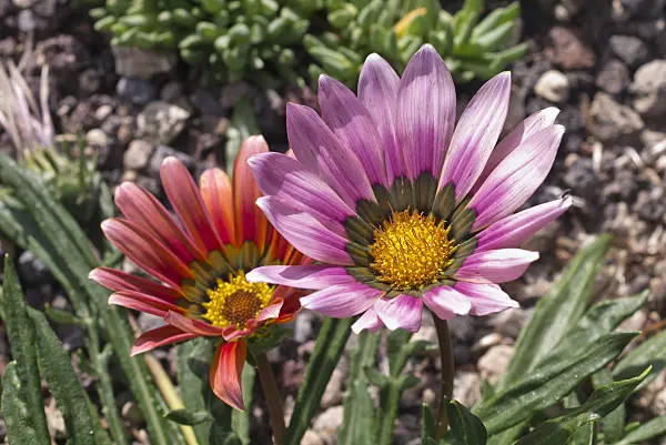 573072 - Treasure flower (Gazania)