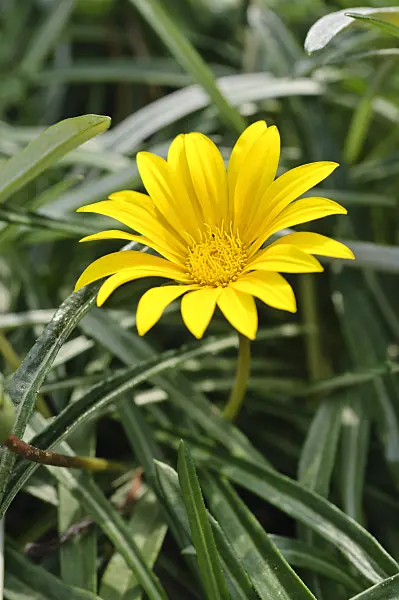 475226 - Treasure flower (Gazania linearis)