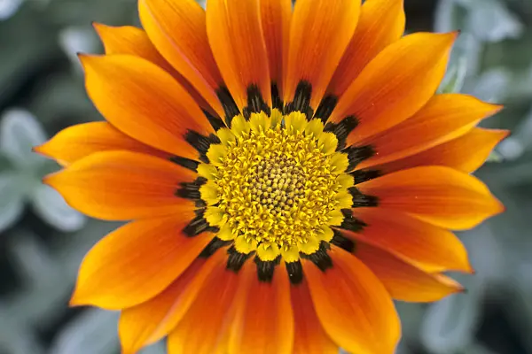 367058 - Treasure flower (Gazania rigens)