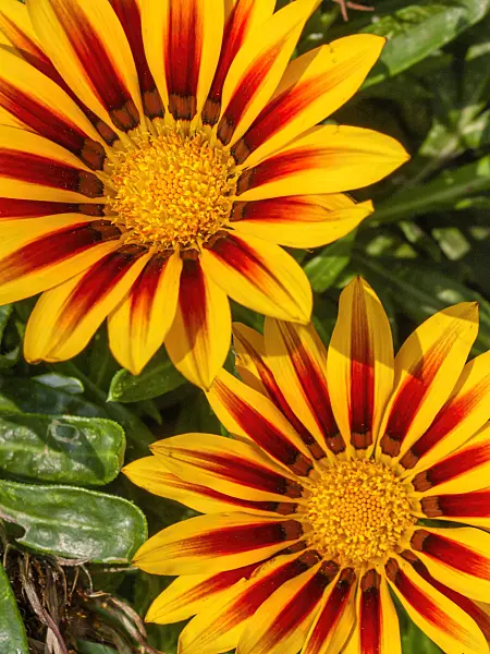404021 - Treasure flower (Gazania rigens)