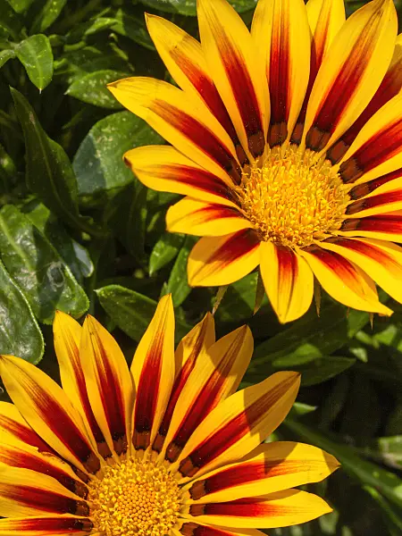 404022 - Treasure flower (Gazania rigens)