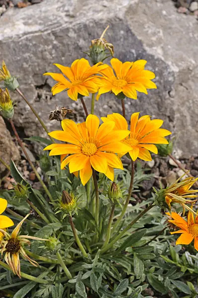 475220 - Treasure flower (Gazania rigens)