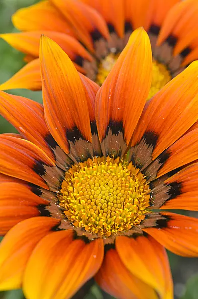 498331 - Treasure flower (Gazania rigens)