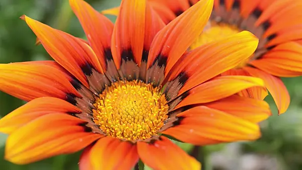498342 - Treasure flower (Gazania rigens)