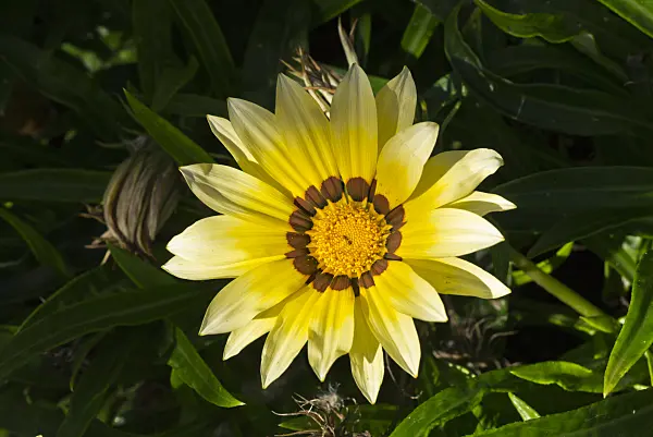 609025 - Treasure flower (Gazania rigens)