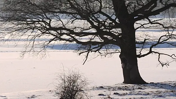 505039 - Tree at the flooded and frozen banks of Elbe River, Flusslandschaft Elbe Biosphere Reserve, Germany