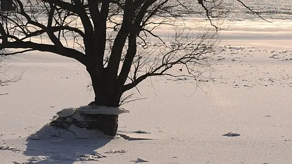 505040 - Tree at the flooded and frozen banks of Elbe River, Flusslandschaft Elbe Biosphere Reserve, Germany