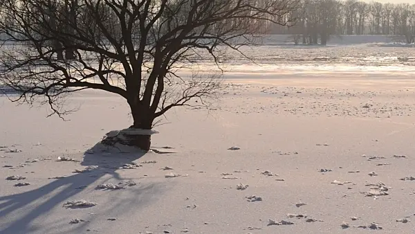 505041 - Tree at the flooded and frozen banks of Elbe River, Flusslandschaft Elbe Biosphere Reserve, Germany