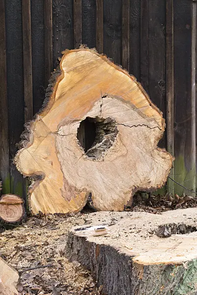 554067 - Tree cookie with heart rot