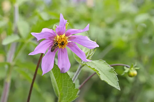 487162 - Tree dahlia (Dahlia excelsa)