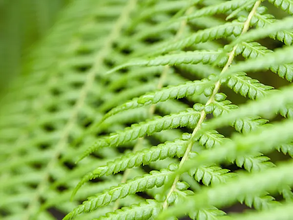 427049 - Tree fern (Dicksonia antarctica)