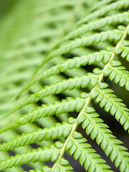 427050 - Tree fern (Dicksonia antarctica)