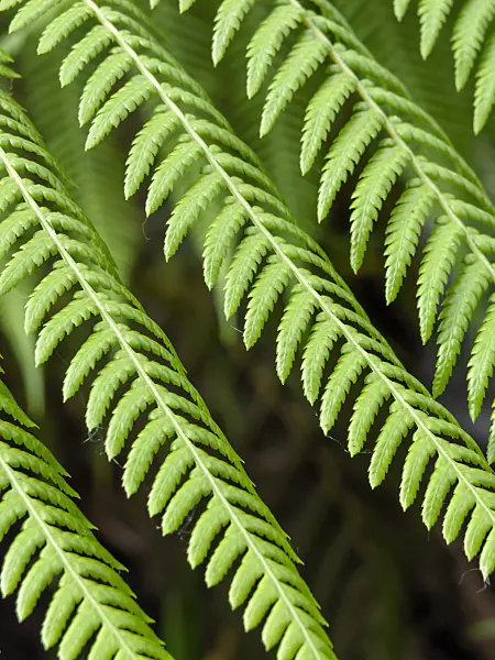 427051 - Tree fern (Dicksonia antarctica)