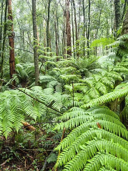 455196 - Tree fern (Dicksonia antarctica), Dandenong Ranges National Park, Melbourne, Australia