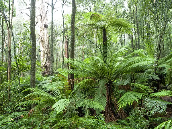 455197 - Tree fern (Dicksonia antarctica), Dandenong Ranges National Park, Melbourne, Australia