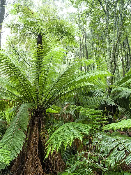 455198 - Tree fern (Dicksonia antarctica), Dandenong Ranges National Park, Melbourne, Australia