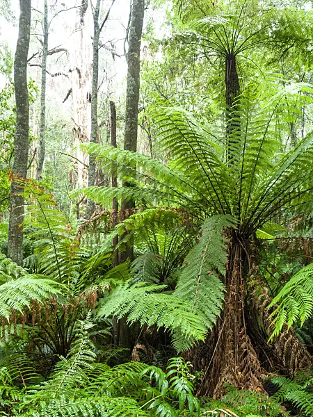 455199 - Tree fern (Dicksonia antarctica), Dandenong Ranges National Park, Melbourne, Australia