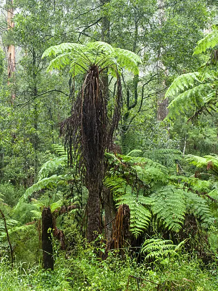 455200 - Tree fern (Dicksonia antarctica), Dandenong Ranges National Park, Melbourne, Australia