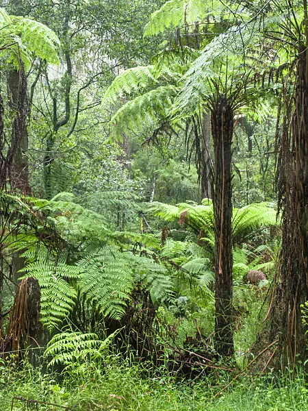 455201 - Tree fern (Dicksonia antarctica), Dandenong Ranges National Park, Melbourne, Australia