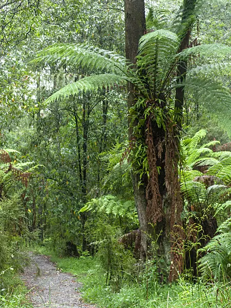 455202 - Tree fern (Dicksonia antarctica), Dandenong Ranges National Park, Melbourne, Australia