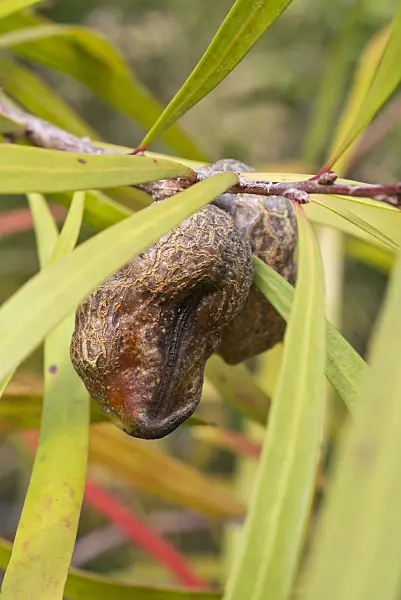 548138 - Tree hakea (Hakea eriantha)