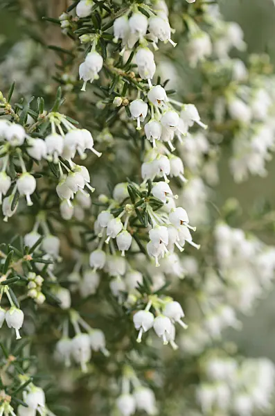 492024 - Tree heath (Erica arborea)
