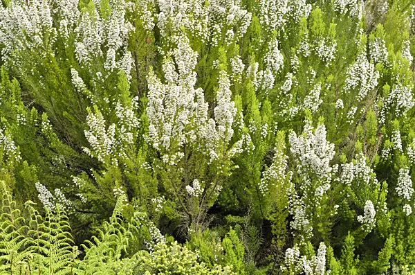520470 - Tree heath (Erica arborea)