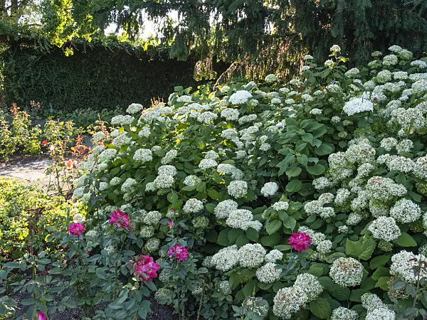 403062 - Tree hydrangea (Hydrangea arborescens)