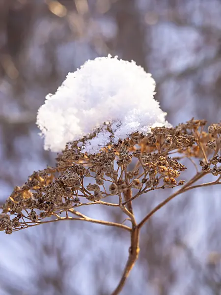 434025 - Tree hydrangea (Hydrangea arborescens)