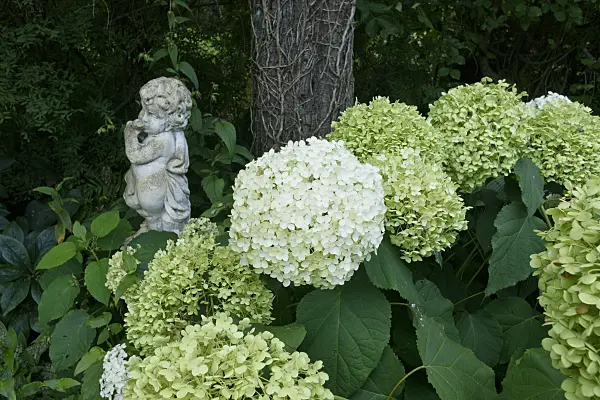 559086 - Tree hydrangea (Hydrangea arborescens)