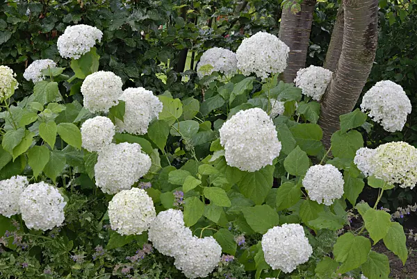 452155 - Tree hydrangea (Hydrangea arborescens 'Annabelle')