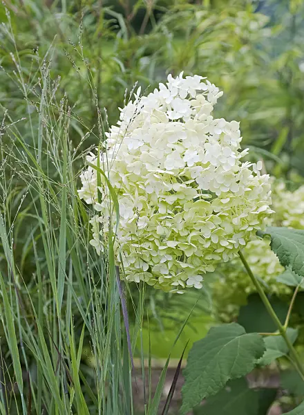 490076 - Tree hydrangea (Hydrangea arborescens 'Annabelle')