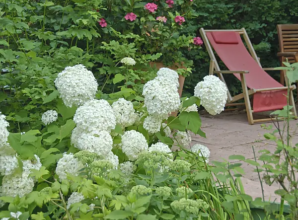 502221 - Tree hydrangea (Hydrangea arborescens 'Annabelle')
