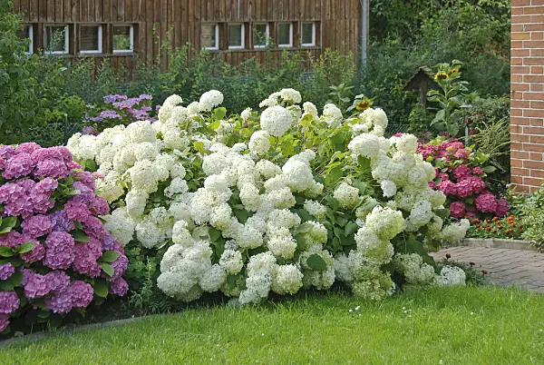 502222 - Tree hydrangea (Hydrangea arborescens 'Annabelle')