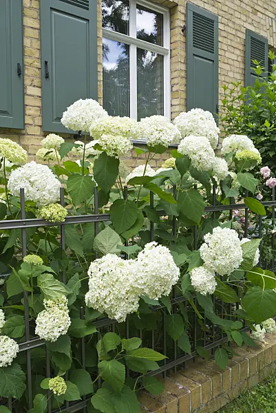 546037 - Tree hydrangea (Hydrangea arborescens 'Annabelle')