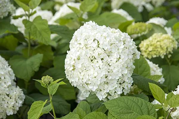 607100 - Tree hydrangea (Hydrangea arborescens 'Annabelle')
